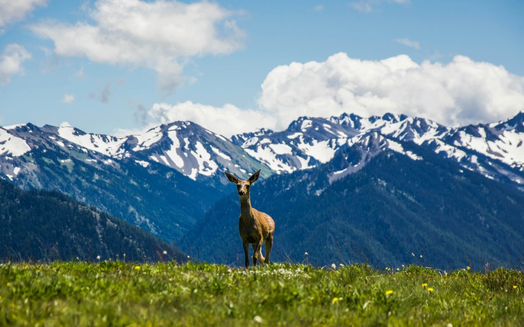 A deer standing in front of the olympic mountains
